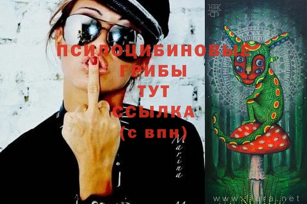 прущие грибы Магадан